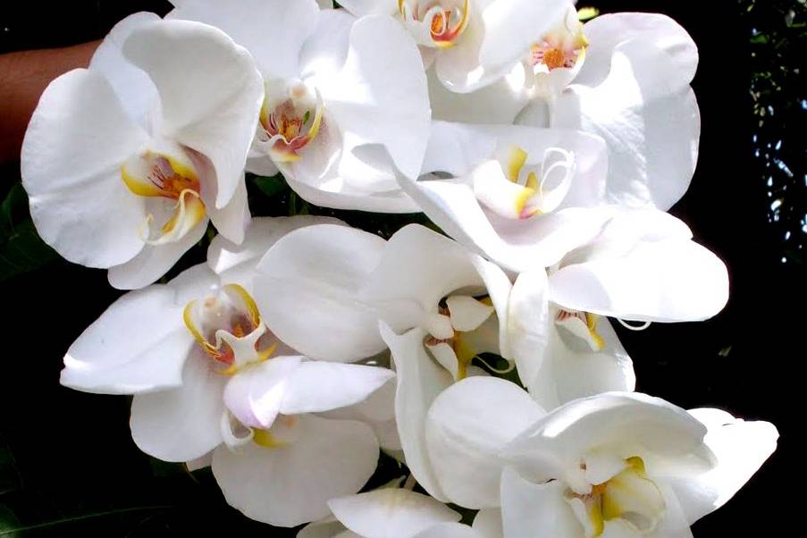 Buquê de Orquídeas Phalaenopsis