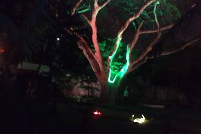 Luz centro da árvore