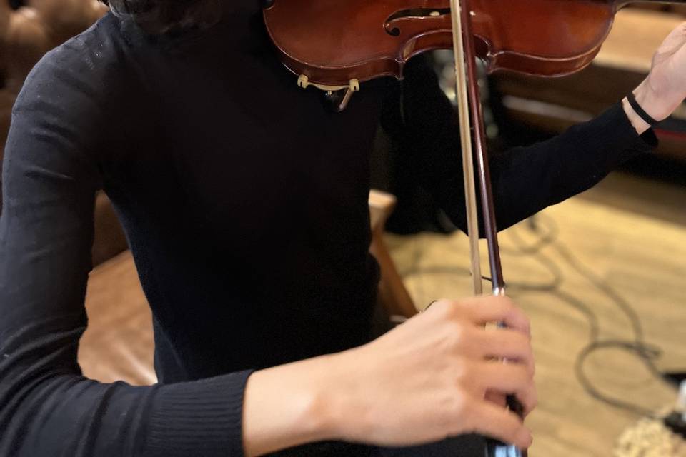 Violino