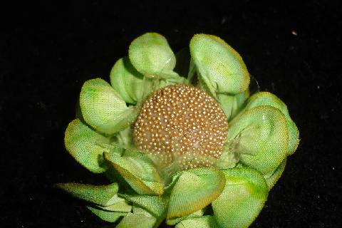 Brigadeiro dourado