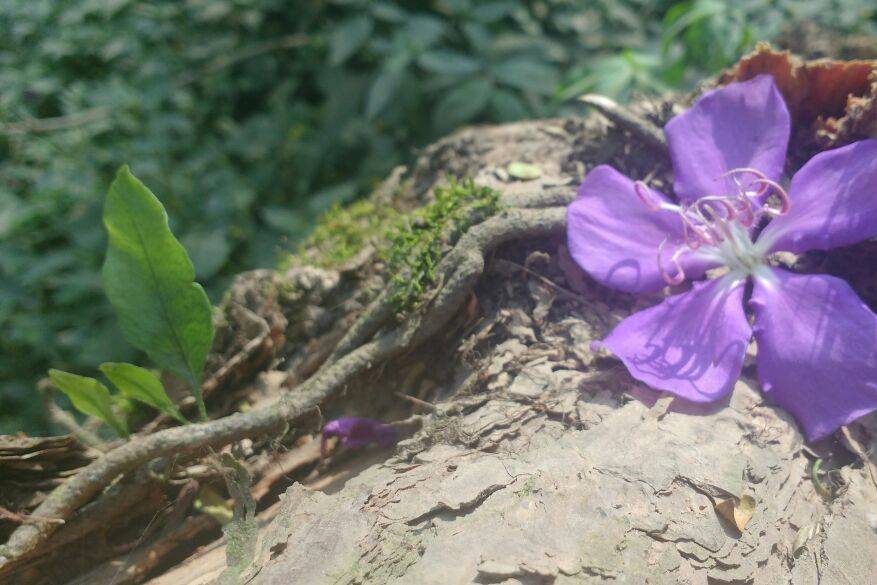 Detalhes do Jardim