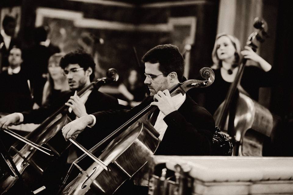 Violoncelos e contrabaixo