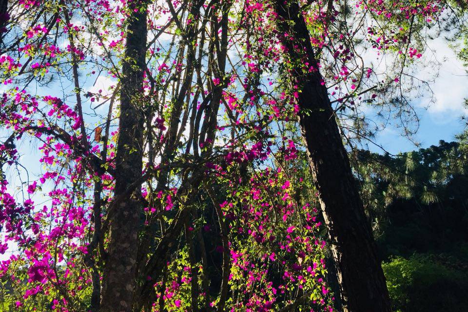 Recanto dos Pinheiros