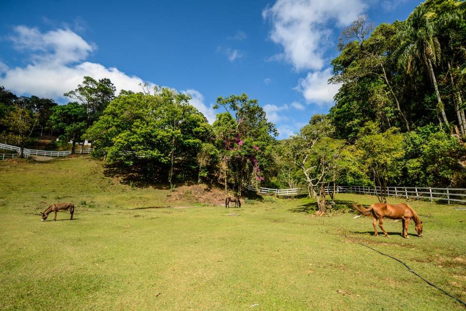 Recanto dos Pinheiros