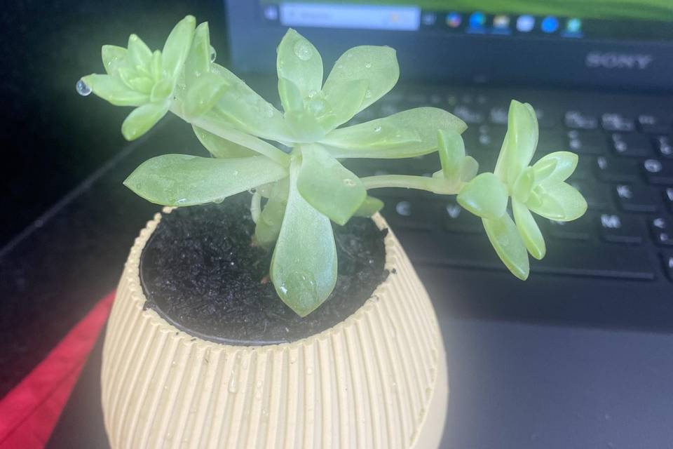 Mini vaso com suculenta