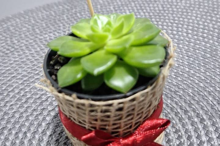 Suculentas personalizadas