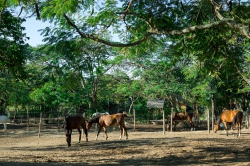 Equitação e cavalgadas