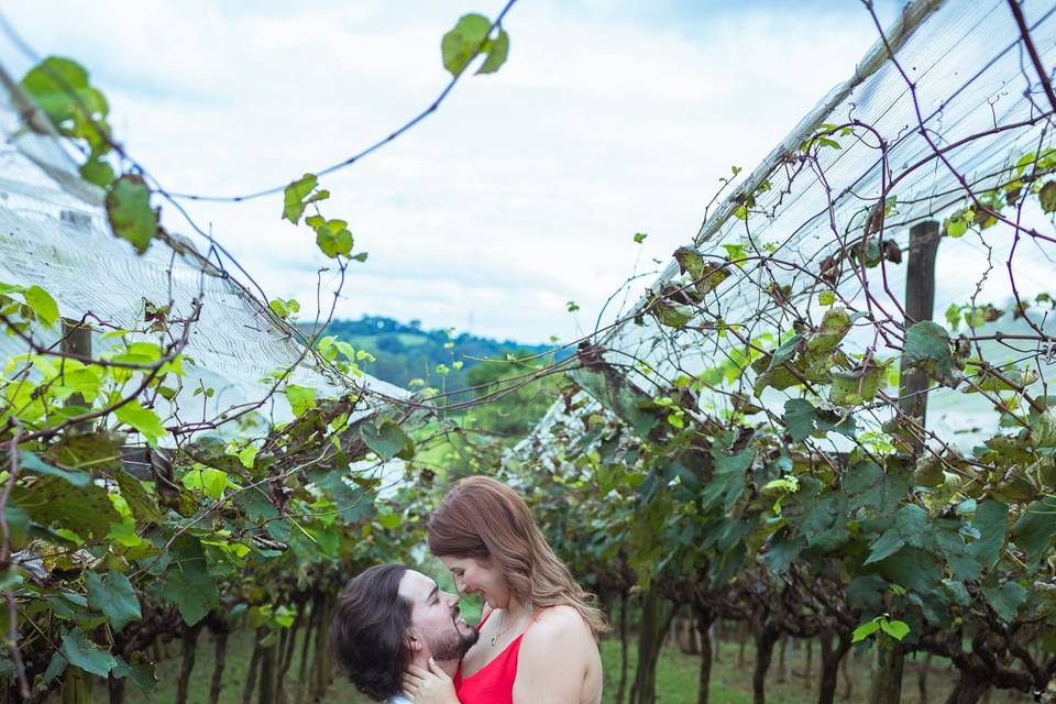 Vinícola Micheletto