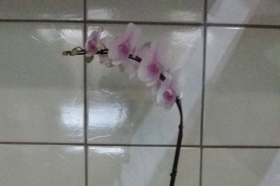 0500 Flores e Serviços