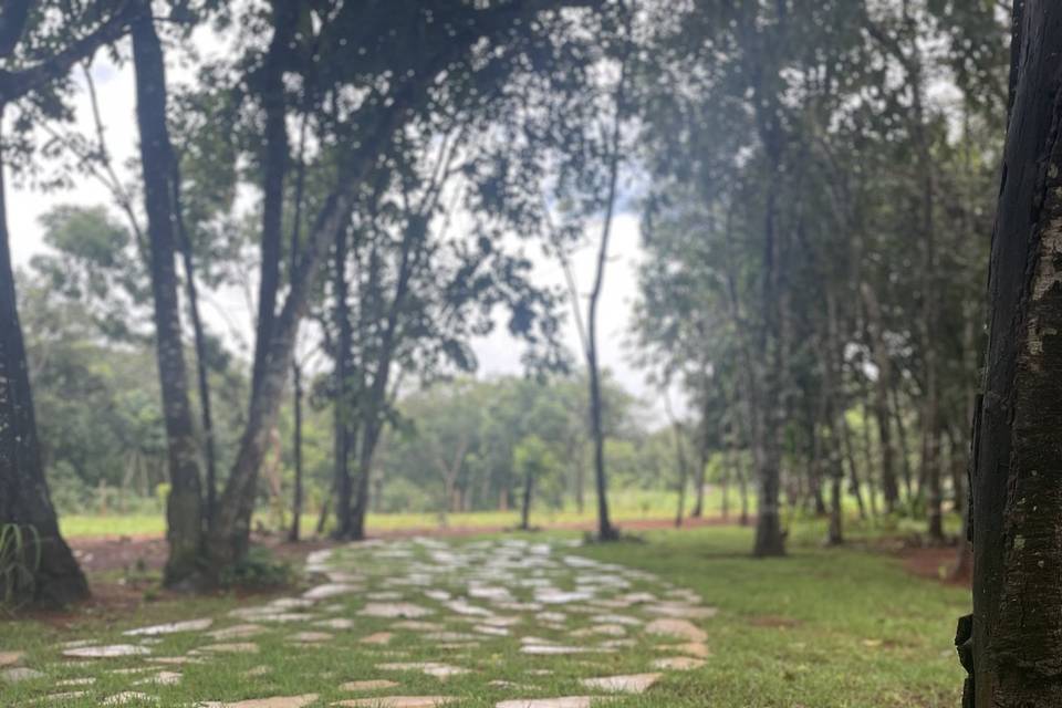 Bosque com caminho iluminado