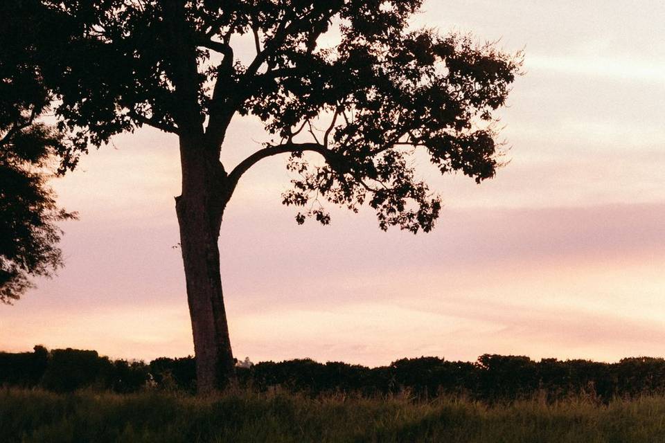 Fazenda Raizes