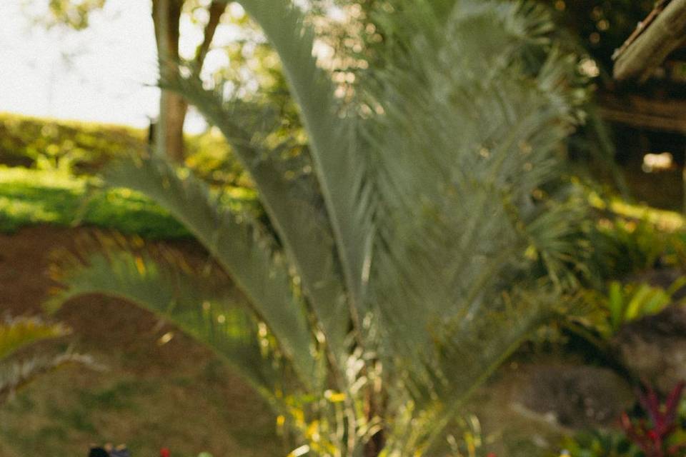Fazenda Raizes