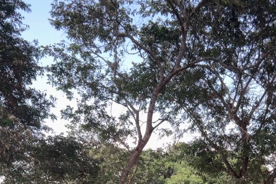Cerimônia ao ar livre