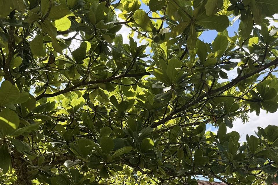 Espaço