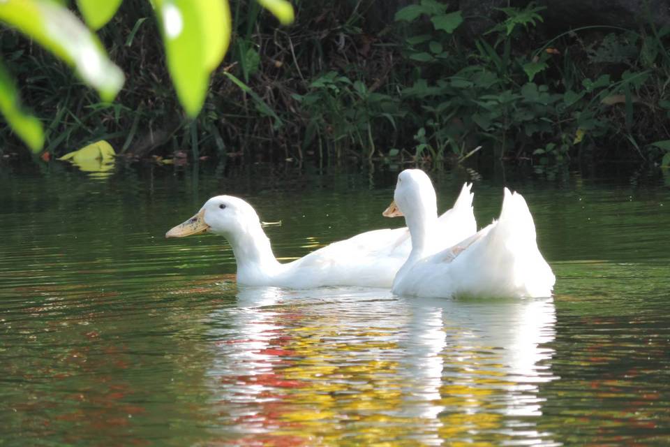 Rancho Texas Ubatuba