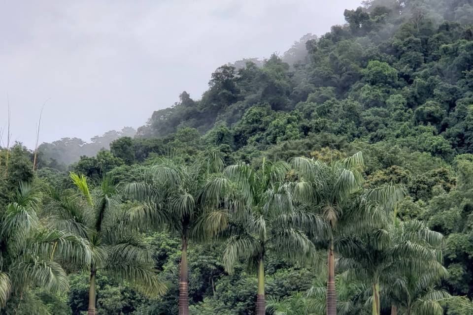 Reserva mata Atlântica particu