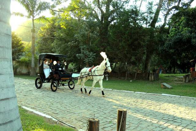 Carruagem com cavalo branco