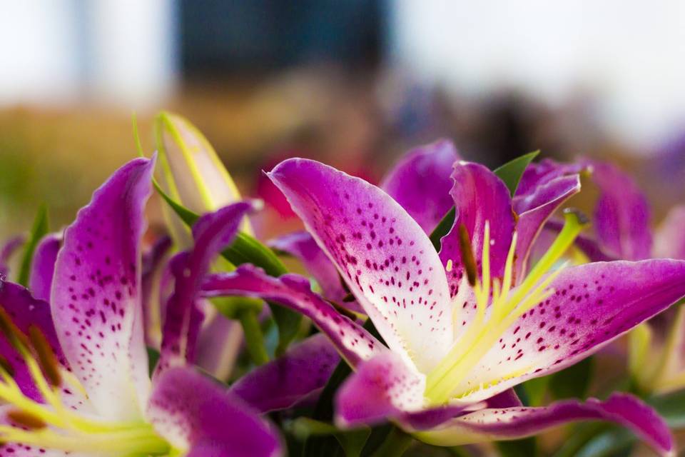 Flores